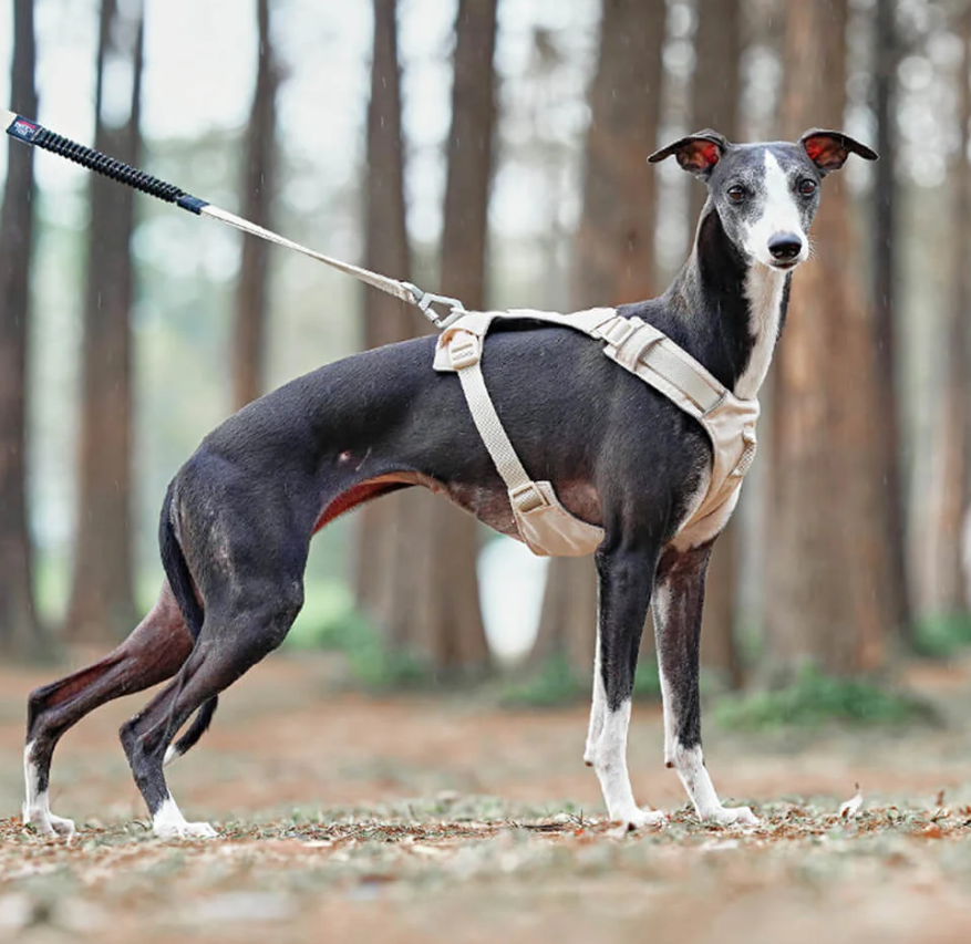 Anti-draghundsele med Justerbart Koppel