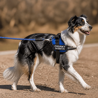 Personligt No-Pull-Hundsele för Enklare Promenader