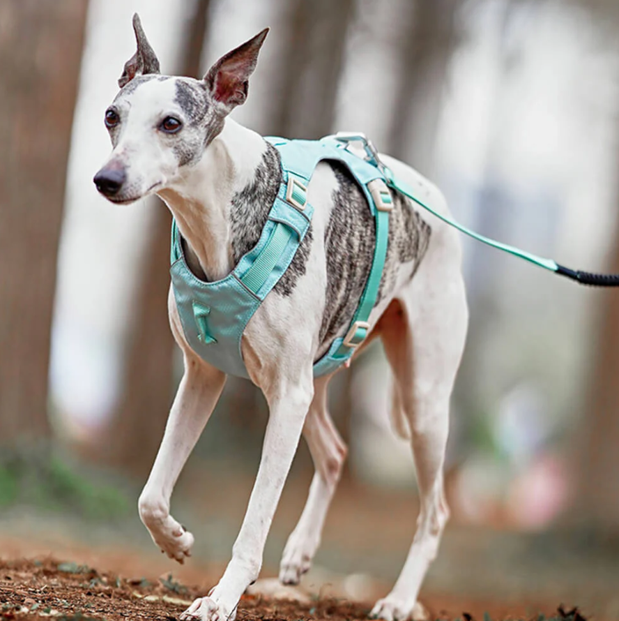 Anti-draghundsele med Justerbart Koppel