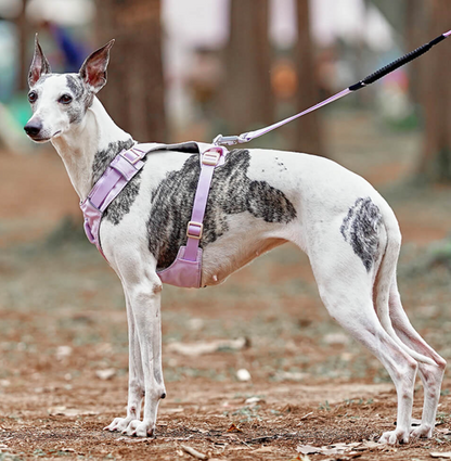 Anti-draghundsele med Justerbart Koppel