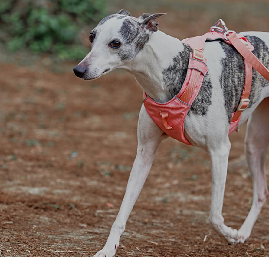 Anti-draghundsele med Justerbart Koppel