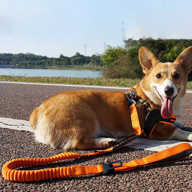 Elastiskt hundkoppel med stötdämpning – stötdämpande koppel för promenader