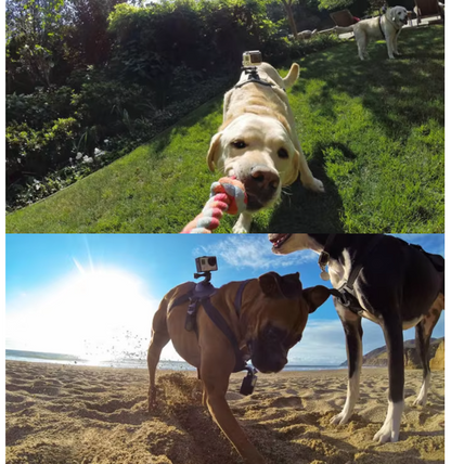 Actionkamerasele för hundar med hållare för bröst och rygg