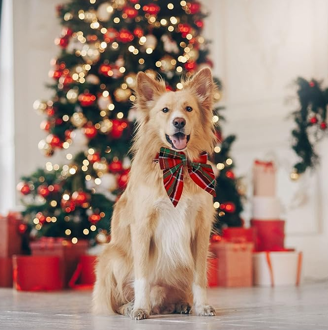 Färgad hundhalsband med rosett för jul och festliga tillfällen