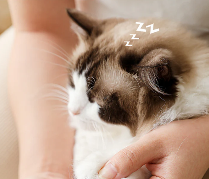 Digital Kloslip för Husdjur med LED-Display och Tyst Drift