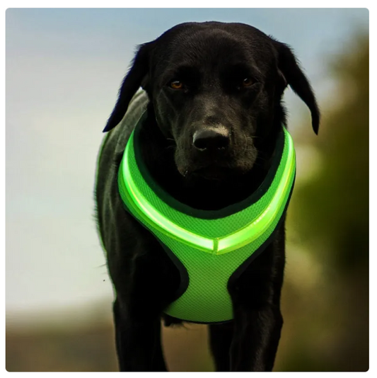 Bekväm Hundsele med Reflekterande Ränder – Andningsbar och Justerbar