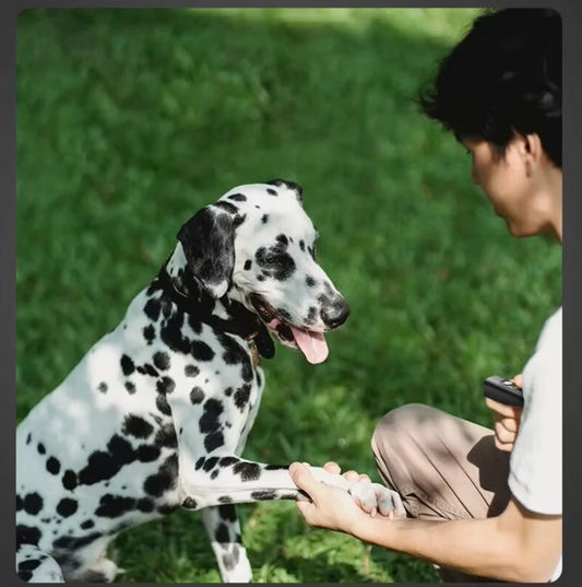 Bärbar Hundtränare med Fjärrkontroll